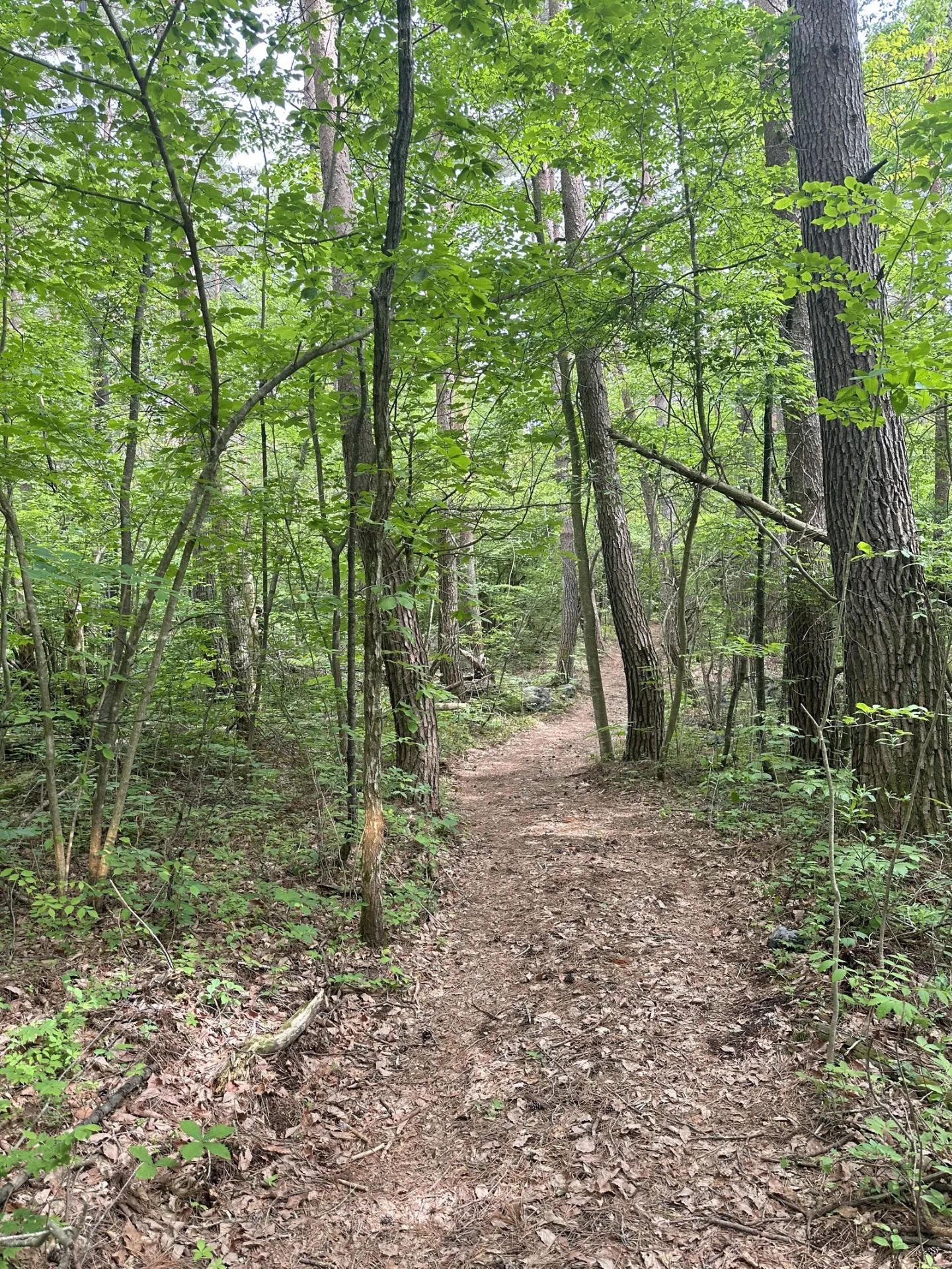 森の中の遊歩道