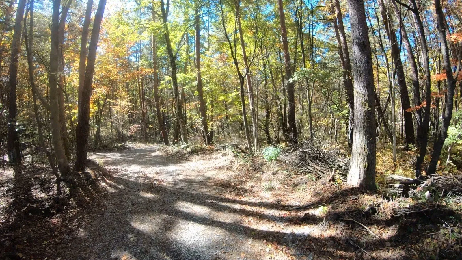 ログハウスへ続く道