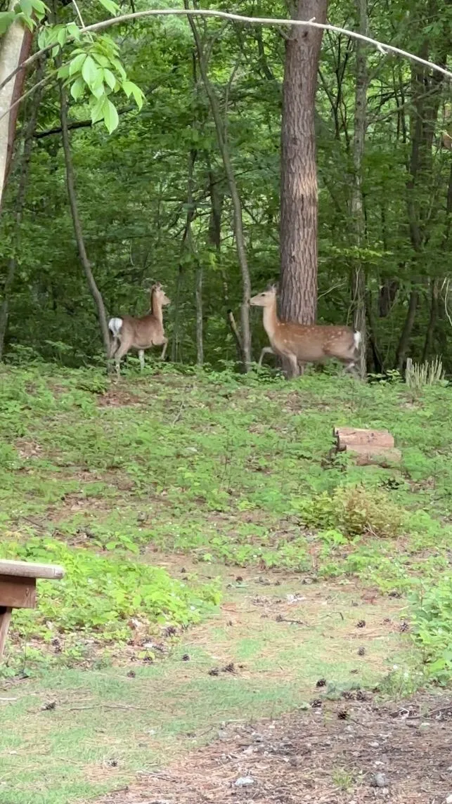 (動画)森の中の鹿たち