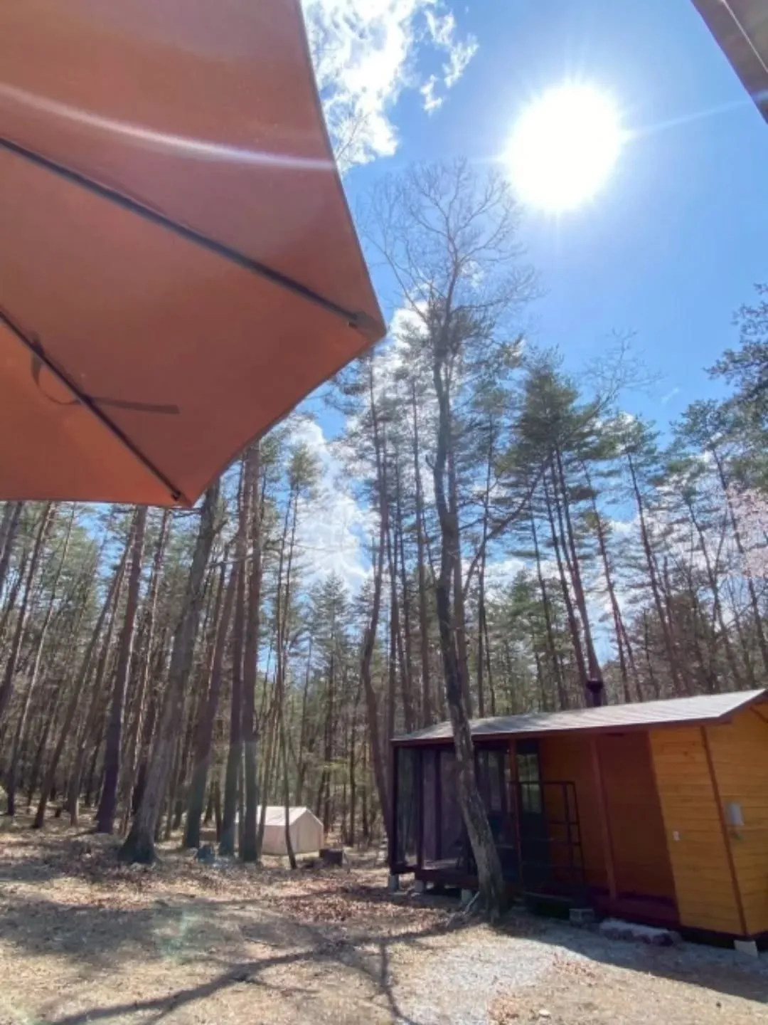 春の澄んだ空気が森を包み込み、木々の間から差し込む光が地面に...