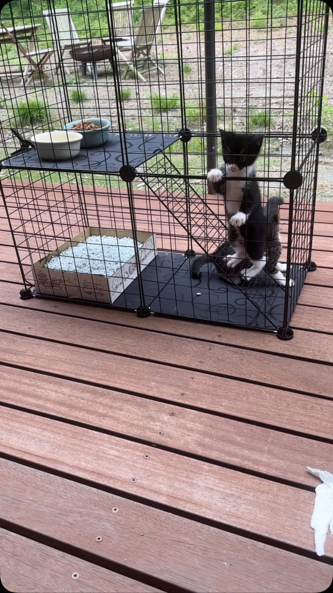 新しい家族が増えました！
